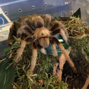 Aphonopelma chalcodes (Arizona Blond)