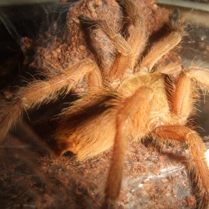 Chilobrachys huahini - Chiang Mai