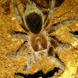 G.pulchra