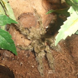 Stromatopelma calceatum - Peanut