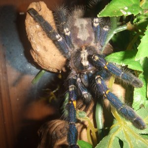 Poecilotheria metallica - Trip