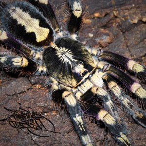 Poecilotheria subfusca