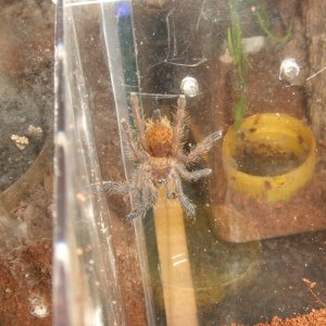 Pterinochilus murinus Usambara - Tanga