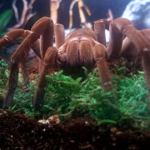 Theraposa stirmi