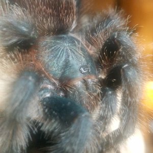 Avicularia avicularia