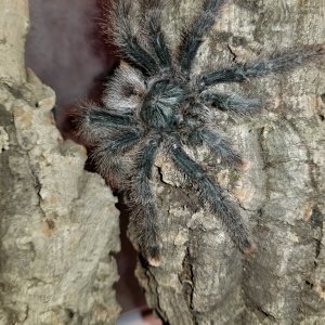 A. metallica