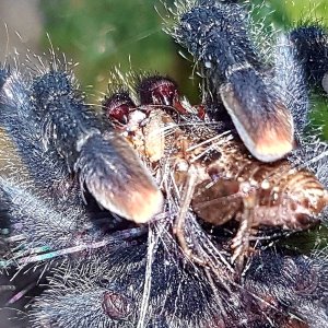 Avicularia