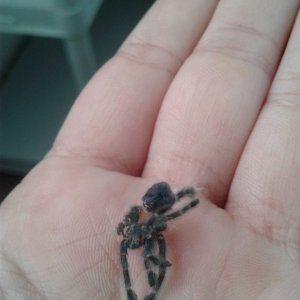 C. Versicolor 3rd molt