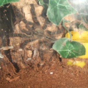 Poecilotheria ornata - Lanka