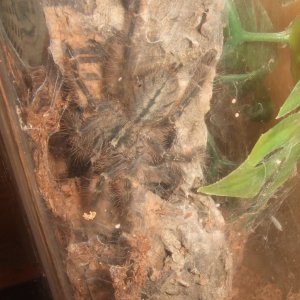 Poecilotheria rufilata - Neyyar