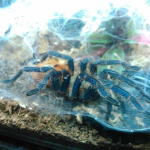 Gbb