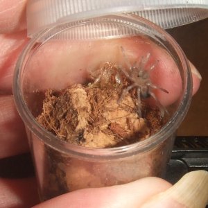 Brachypelma albiceps - Puebla