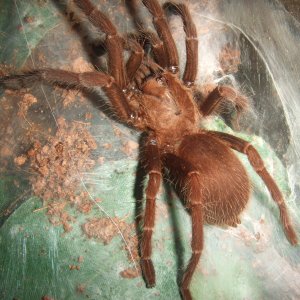 Thrigmopoeus truculentus - Ratta