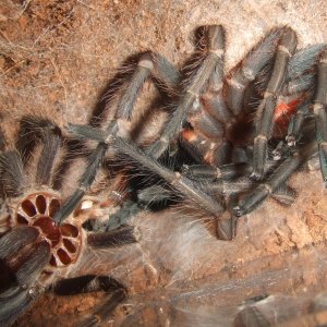 Phormictopus sp. full green -Guaba