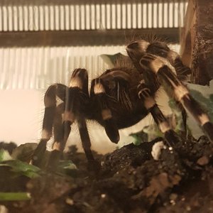 Acanthoscurria geniculata