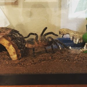 G pulchripes, what an odd creature