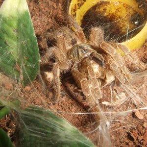 Pterinochilus lugardi - Parys