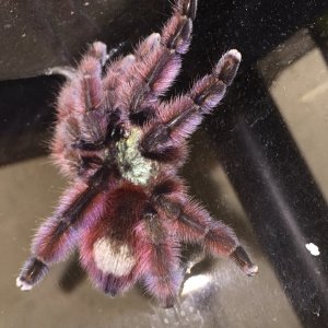 Caribena versicolor