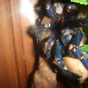 Poecilotheria metallica - Trip