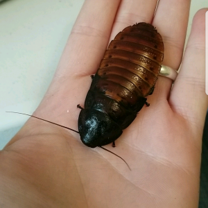 Hissing roach