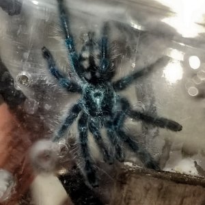 Charlotte after most recent molt