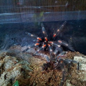 Burrito....Brachypelma auratum