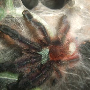 Caribena versicolor - Jazz