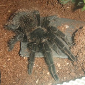 Lasiodora parahybana - Pip