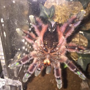 C versicolor