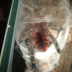 Avicularia minatrix - Autana