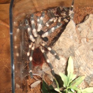 Nhandu chromatus - Tupi