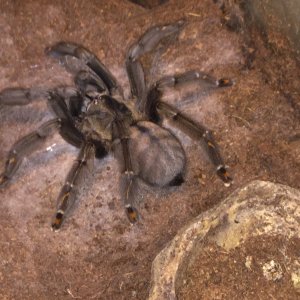 Psalmopoeus irminia