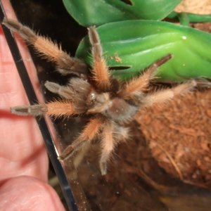 Brachypelma emilia - Chiquito