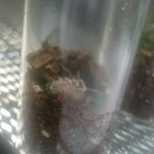 B. Hamorri molt