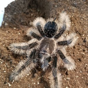 B. albopilosum