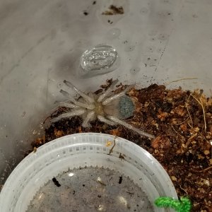 little sling B. hamorrii Molted