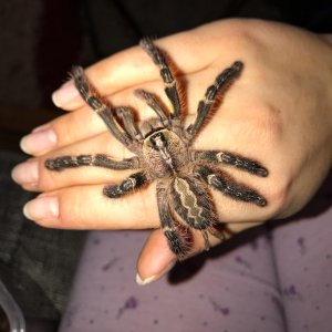 Poecilotheria ornata "Hissy"