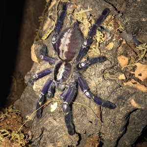 Poecilotheria metallica "Ayana"