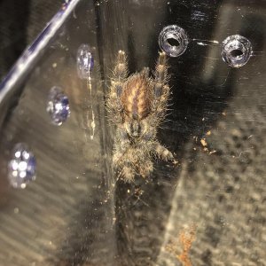 Poecilotheria hanumavilasumica