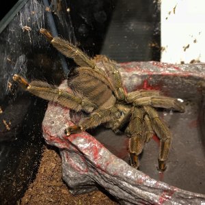 Psalmopoeus cambridgei "Maya"