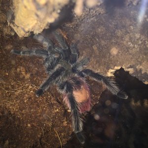 Thrixopelma ockerti