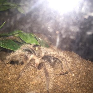 Brachypelma albopilosum