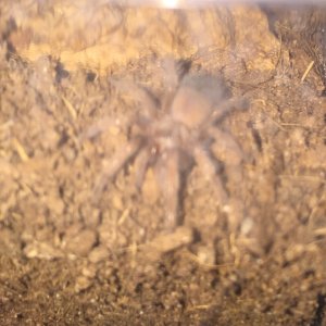 brachypelma emilia