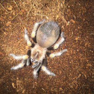 Brachypelma hamorii