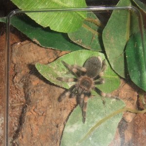 Brachypelma hamorii - Nevado