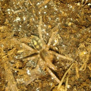 H.sp columbia sling.