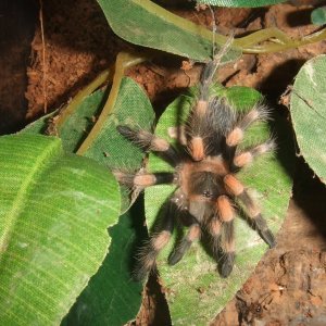 Brachypelma hamorii - Nevado