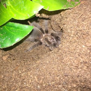 Brachypelma albopilosum