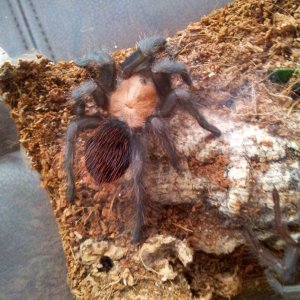 Tacuba......Brachypelma Albiceps