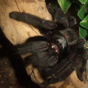 Lampropelma sp. Borneo Black - Sable